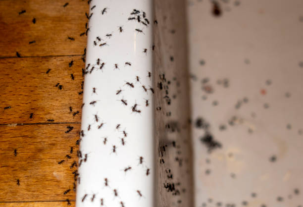 Best Mosquito Control Services  in Ellensburg, WA